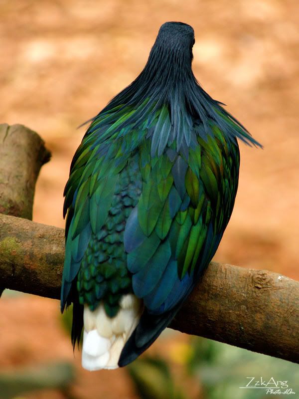 First time to Malacca Zoo : Alcove de Anggur